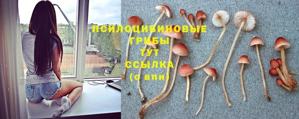 крисы Абаза